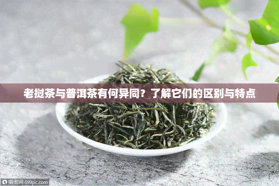 老挝茶与普洱茶有何异同？了解它们的区别与特点