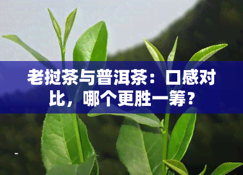 老挝茶与普洱茶：口感对比，哪个更胜一筹？