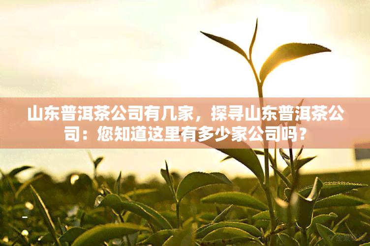 山东普洱茶公司有几家，探寻山东普洱茶公司：您知道这里有多少家公司吗？