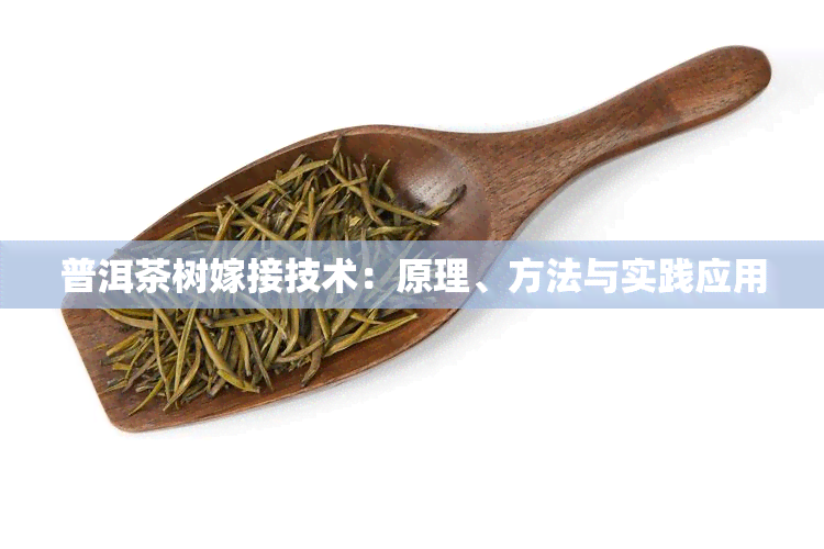 普洱茶树嫁接技术：原理、方法与实践应用