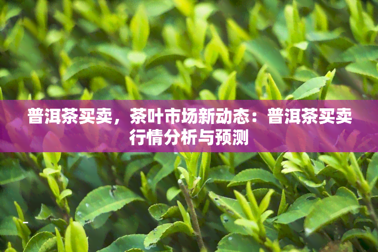 普洱茶买卖，茶叶市场新动态：普洱茶买卖行情分析与预测