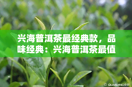 兴海普洱茶最经典款，品味经典：兴海普洱茶最值得尝试的款式