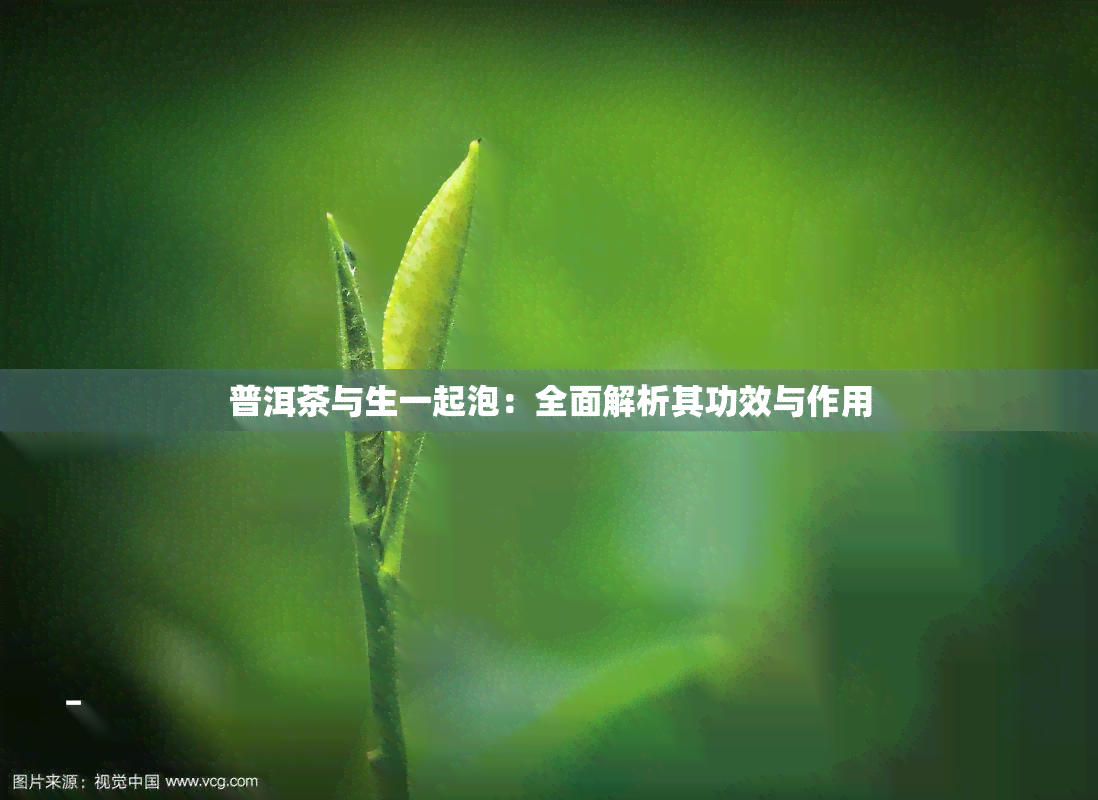 普洱茶与生一起泡：全面解析其功效与作用