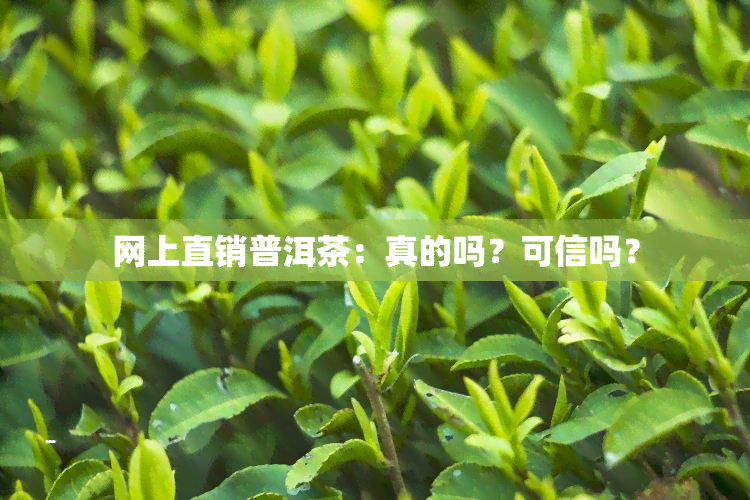 网上直销普洱茶：真的吗？可信吗？