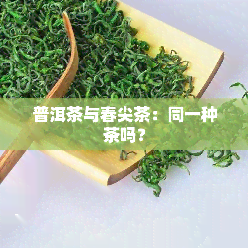 普洱茶与春尖茶：同一种茶吗？