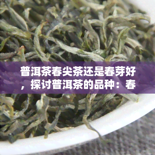 普洱茶春尖茶还是春芽好，探讨普洱茶的品种：春尖与春芽，哪个更好？