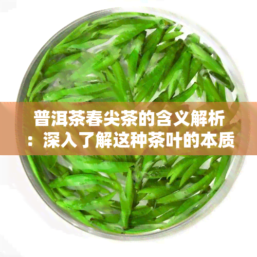 普洱茶春尖茶的含义解析：深入了解这种茶叶的本质特性