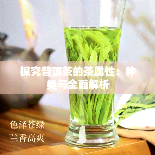 探究普洱茶的茶属性：种类与全面解析