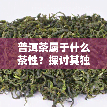 普洱茶属于什么茶性？探讨其独特的茶性特征与分类