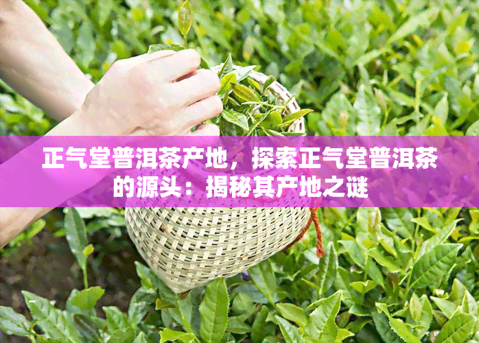 正气堂普洱茶产地，探索正气堂普洱茶的源头：揭秘其产地之谜