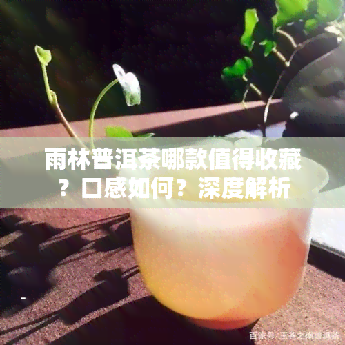 雨林普洱茶哪款值得收藏？口感如何？深度解析