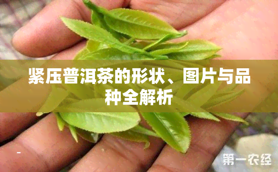 紧压普洱茶的形状、图片与品种全解析