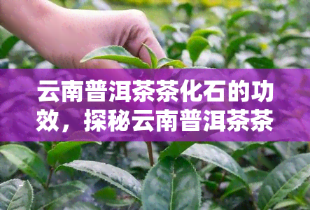 云南普洱茶茶化石的功效，探秘云南普洱茶茶化石的神奇功效