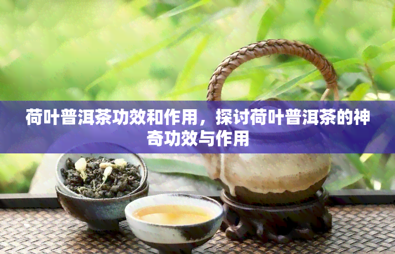 荷叶普洱茶功效和作用，探讨荷叶普洱茶的神奇功效与作用