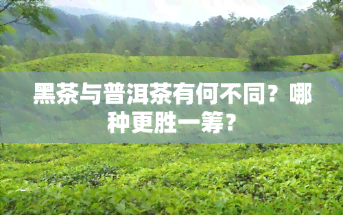 黑茶与普洱茶有何不同？哪种更胜一筹？