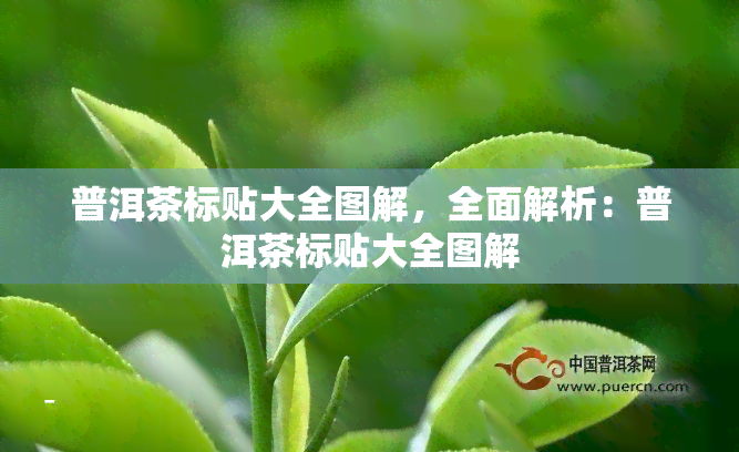 普洱茶标贴大全图解，全面解析：普洱茶标贴大全图解