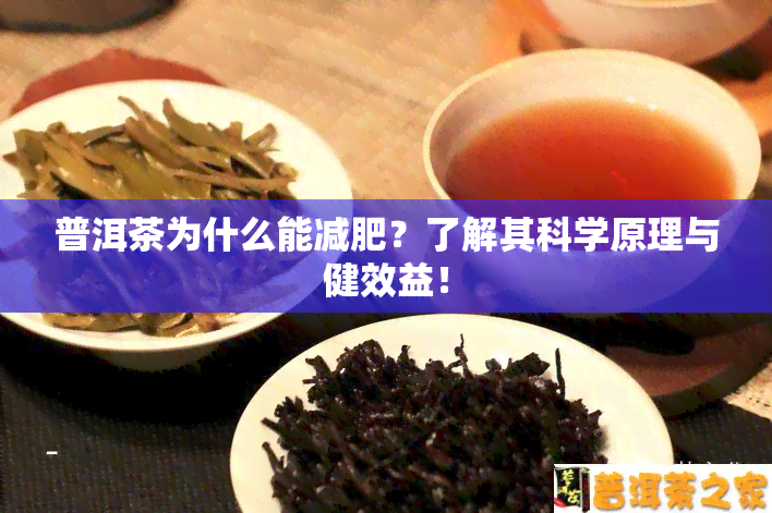 普洱茶为什么能减肥？了解其科学原理与健效益！