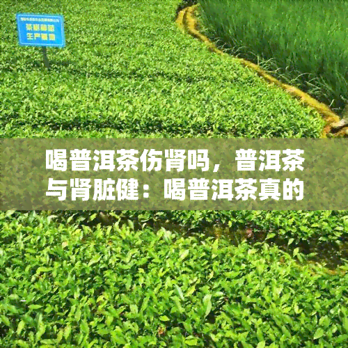 喝普洱茶伤肾吗，普洱茶与肾脏健：喝普洱茶真的会伤害肾脏吗？