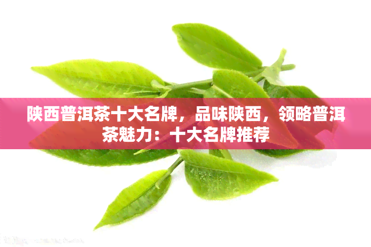 陕西普洱茶十大名牌，品味陕西，领略普洱茶魅力：十大名牌推荐