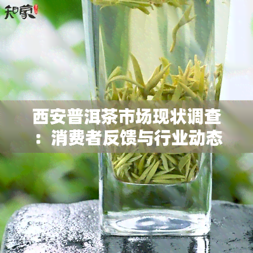 西安普洱茶市场现状调查：消费者反馈与行业动态