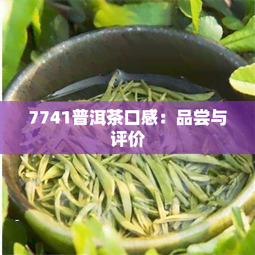 7741普洱茶口感：品尝与评价