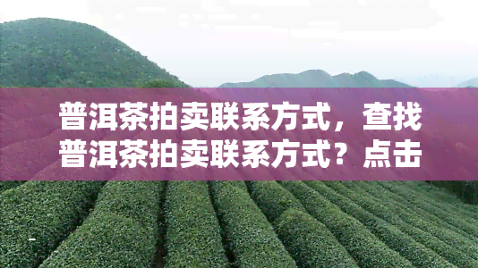 普洱茶拍卖联系方式，查找普洱茶拍卖联系方式？点击这里！