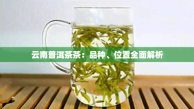 云南普洱茶茶：品种、位置全面解析