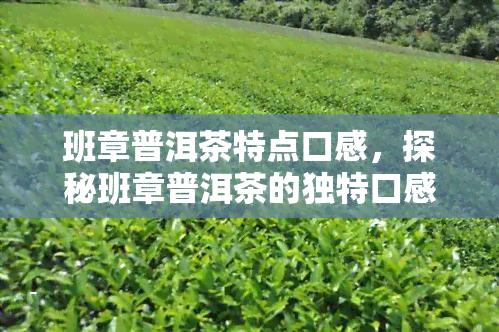 班章普洱茶特点口感，探秘班章普洱茶的独特口感特征