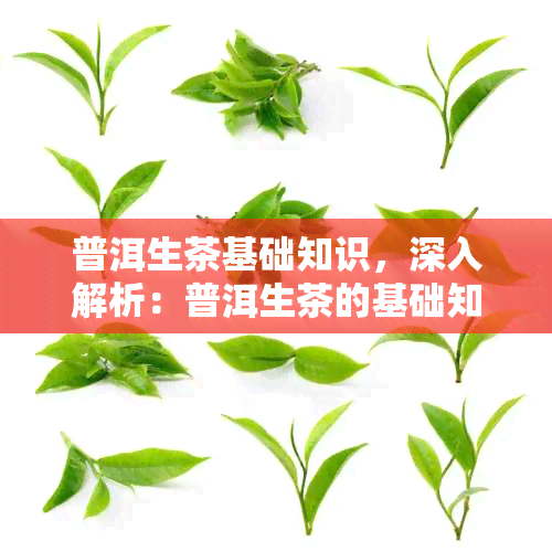 普洱生茶基础知识，深入解析：普洱生茶的基础知识与品尝技巧