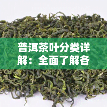 普洱茶叶分类详解：全面了解各类普洱茶的标准与特点