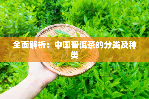 全面解析：中国普洱茶的分类及种类