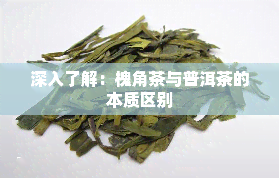 深入了解：槐角茶与普洱茶的本质区别