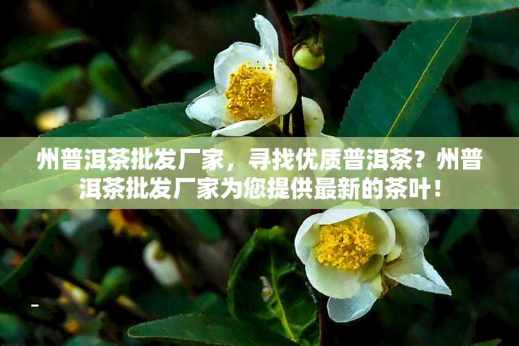 州普洱茶批发厂家，寻找优质普洱茶？州普洱茶批发厂家为您提供最新的茶叶！