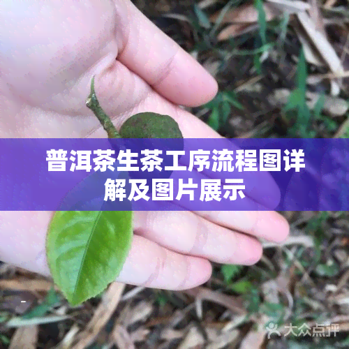 普洱茶生茶工序流程图详解及图片展示