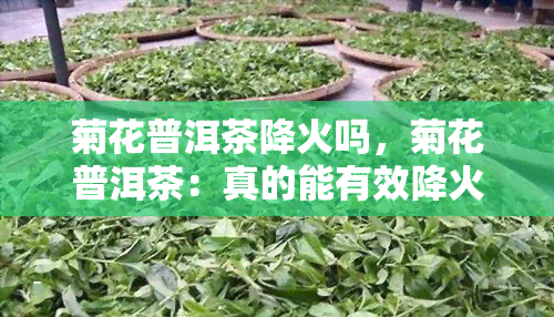 菊花普洱茶降火吗，菊花普洱茶：真的能有效降火吗？