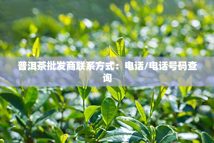 普洱茶批发商联系方式：电话/电话号码查询