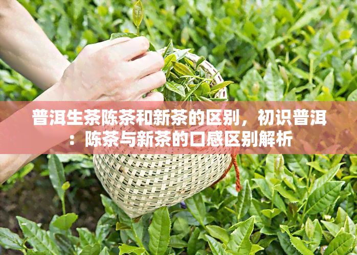 普洱生茶陈茶和新茶的区别，初识普洱：陈茶与新茶的口感区别解析