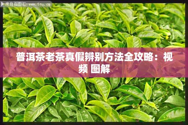 普洱茶老茶真假辨别方法全攻略：视频 图解