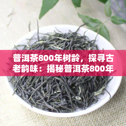 普洱茶800年树龄，探寻古老韵味：揭秘普洱茶800年树龄的魅力