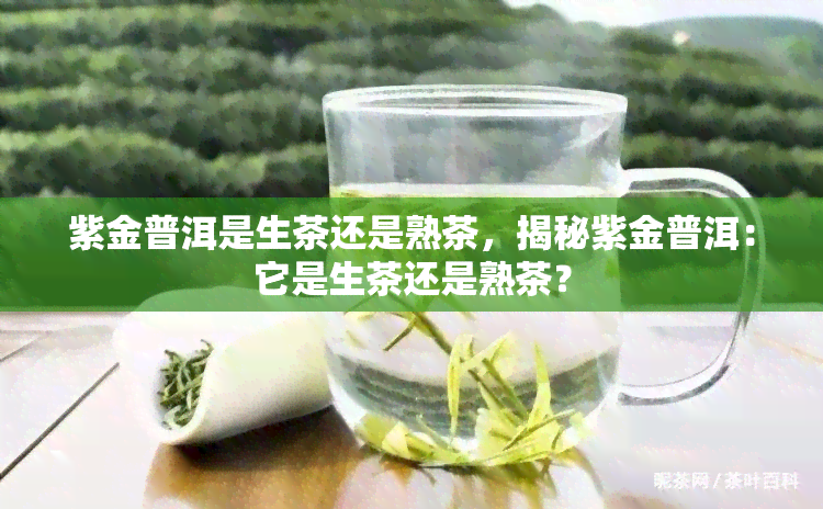 紫金普洱是生茶还是熟茶，揭秘紫金普洱：它是生茶还是熟茶？