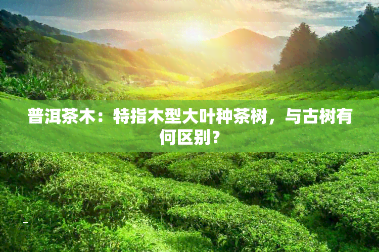 普洱茶木：特指木型大叶种茶树，与古树有何区别？