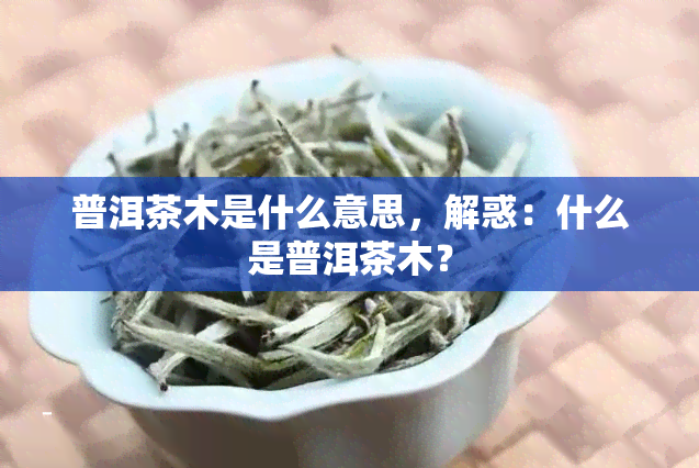 普洱茶木是什么意思，解惑：什么是普洱茶木？