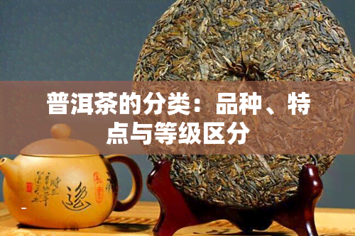 普洱茶的分类：品种、特点与等级区分