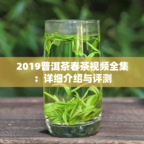 2019普洱茶春茶视频全集：详细介绍与评测