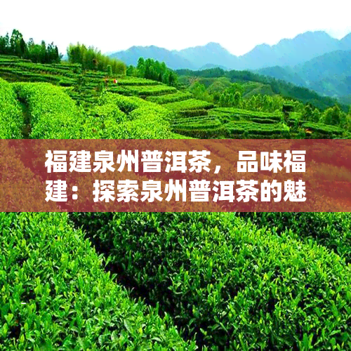 福建泉州普洱茶，品味福建：探索泉州普洱茶的魅力