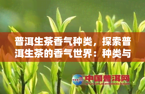 普洱生茶香气种类，探索普洱生茶的香气世界：种类与特点解析