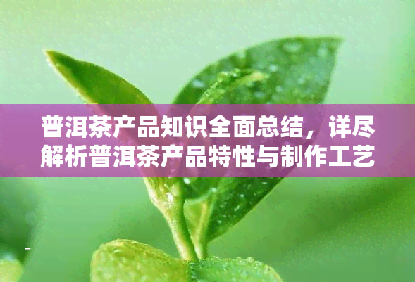 普洱茶产品知识全面总结，详尽解析普洱茶产品特性与制作工艺