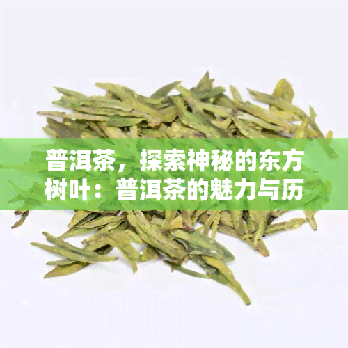 普洱茶，探索神秘的东方树叶：普洱茶的魅力与历