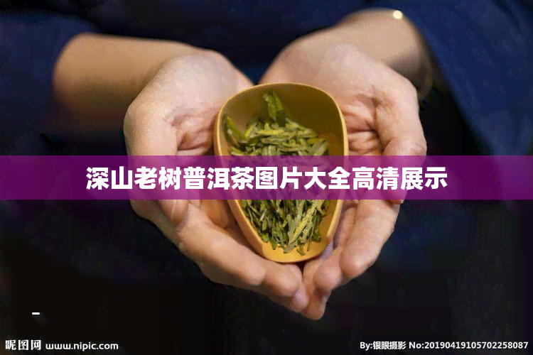 深山老树普洱茶图片大全高清展示