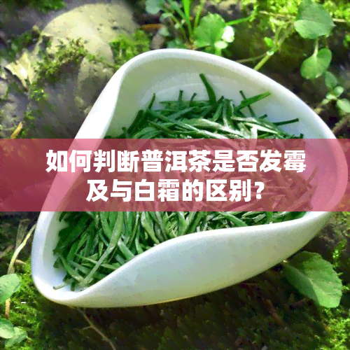 如何判断普洱茶是否发霉及与白霜的区别？